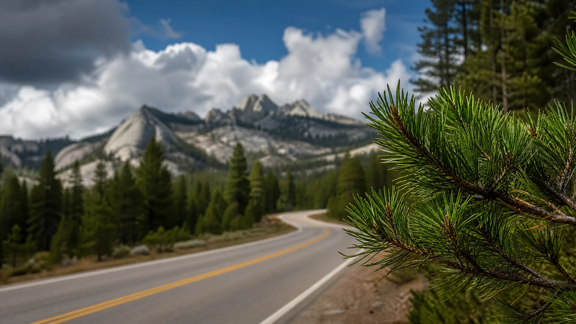 A two-lane paved road with yellow center lines curves through conifer forest toward granite peaks under a partly cloudy sky, with a pine branch in sharp focus in the right foreground.